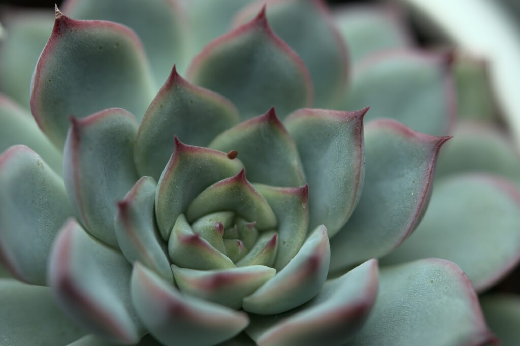 photo image gray-green succulent