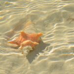 decorative photo shell in water