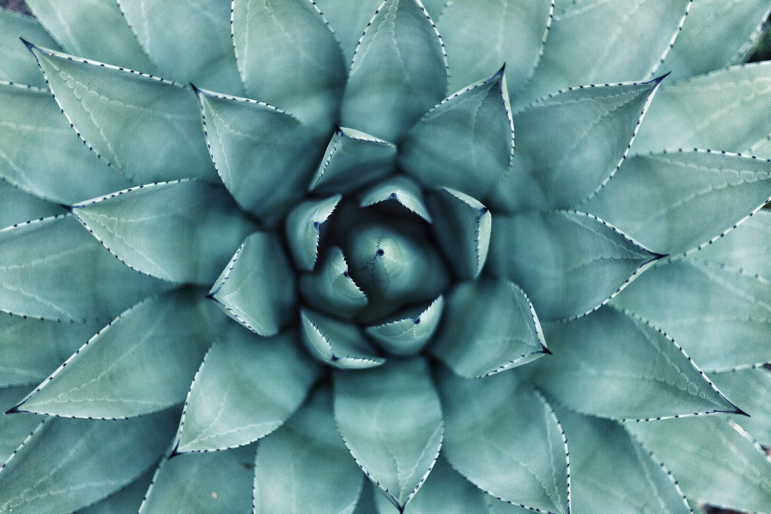 decorative image cactus