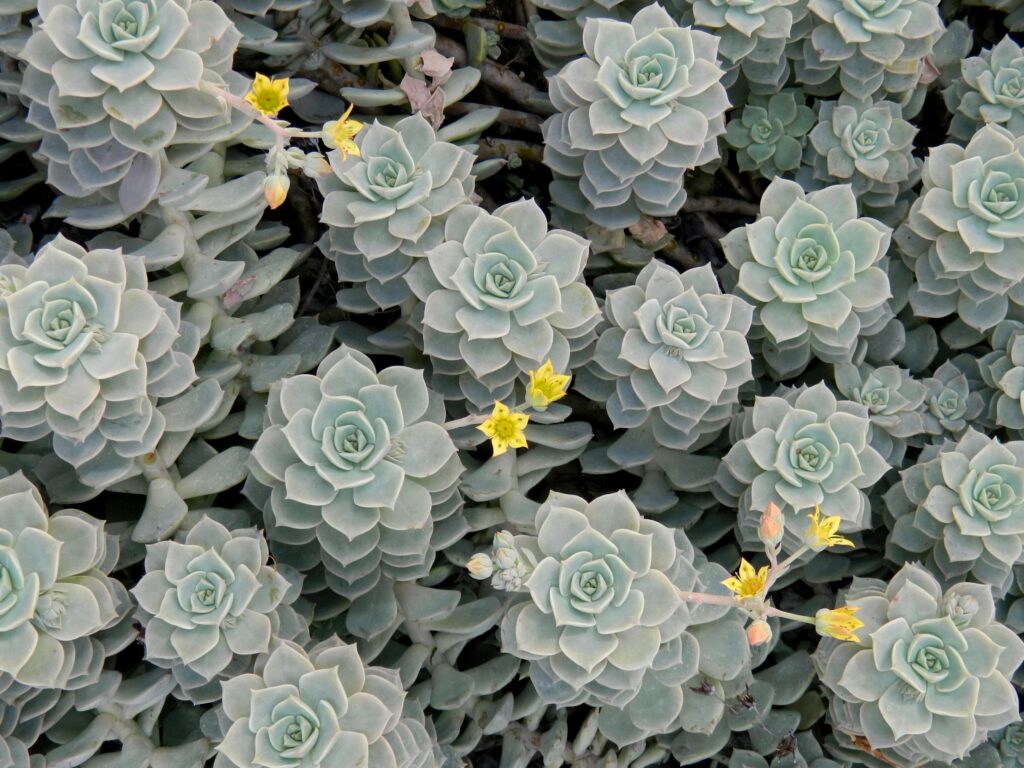 photo image small succulents with yellow flowers