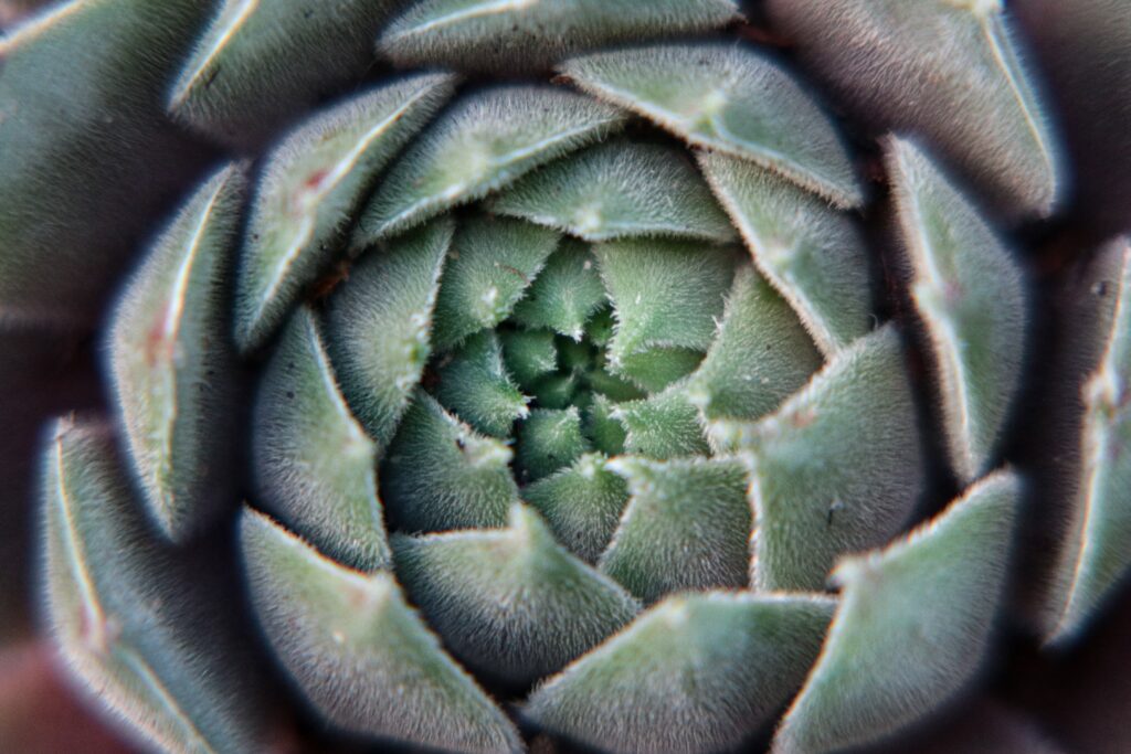 photo image of succulent