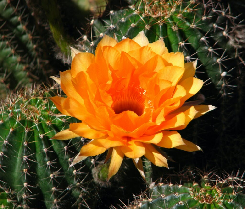 photo image decorative cactus flower