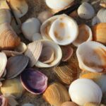 photo image of small shells