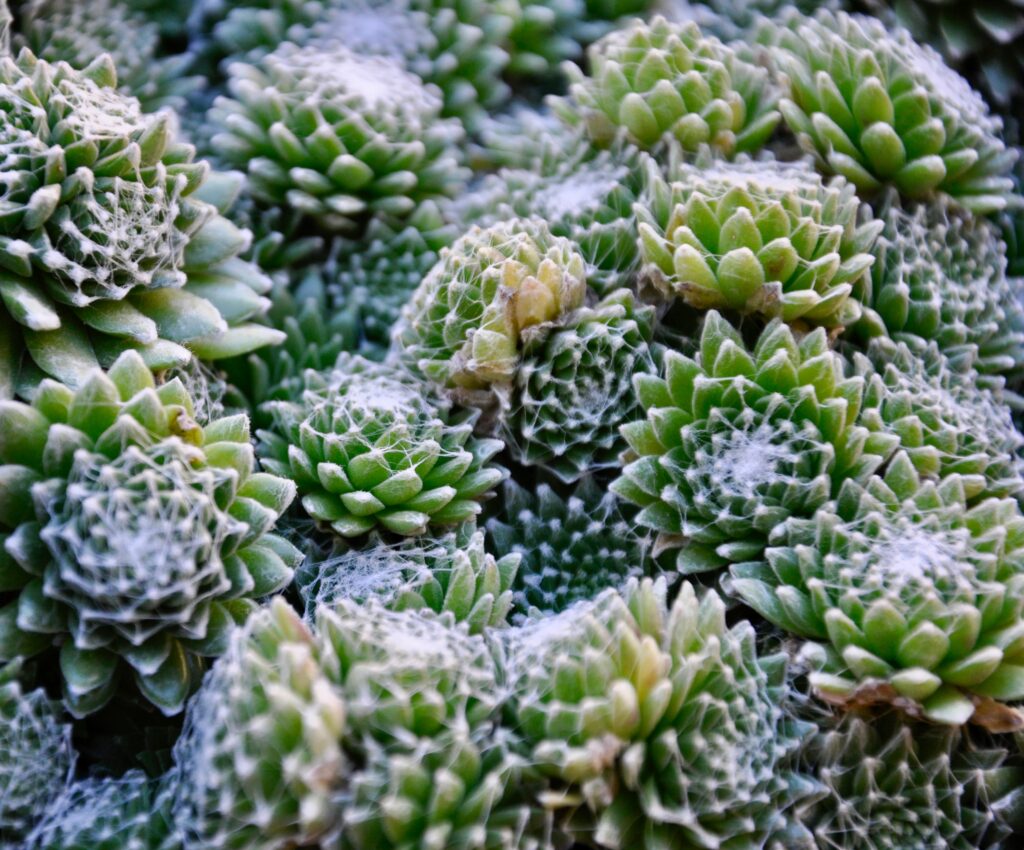 photo image green succulents
