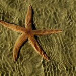 decorative photo image of starfish