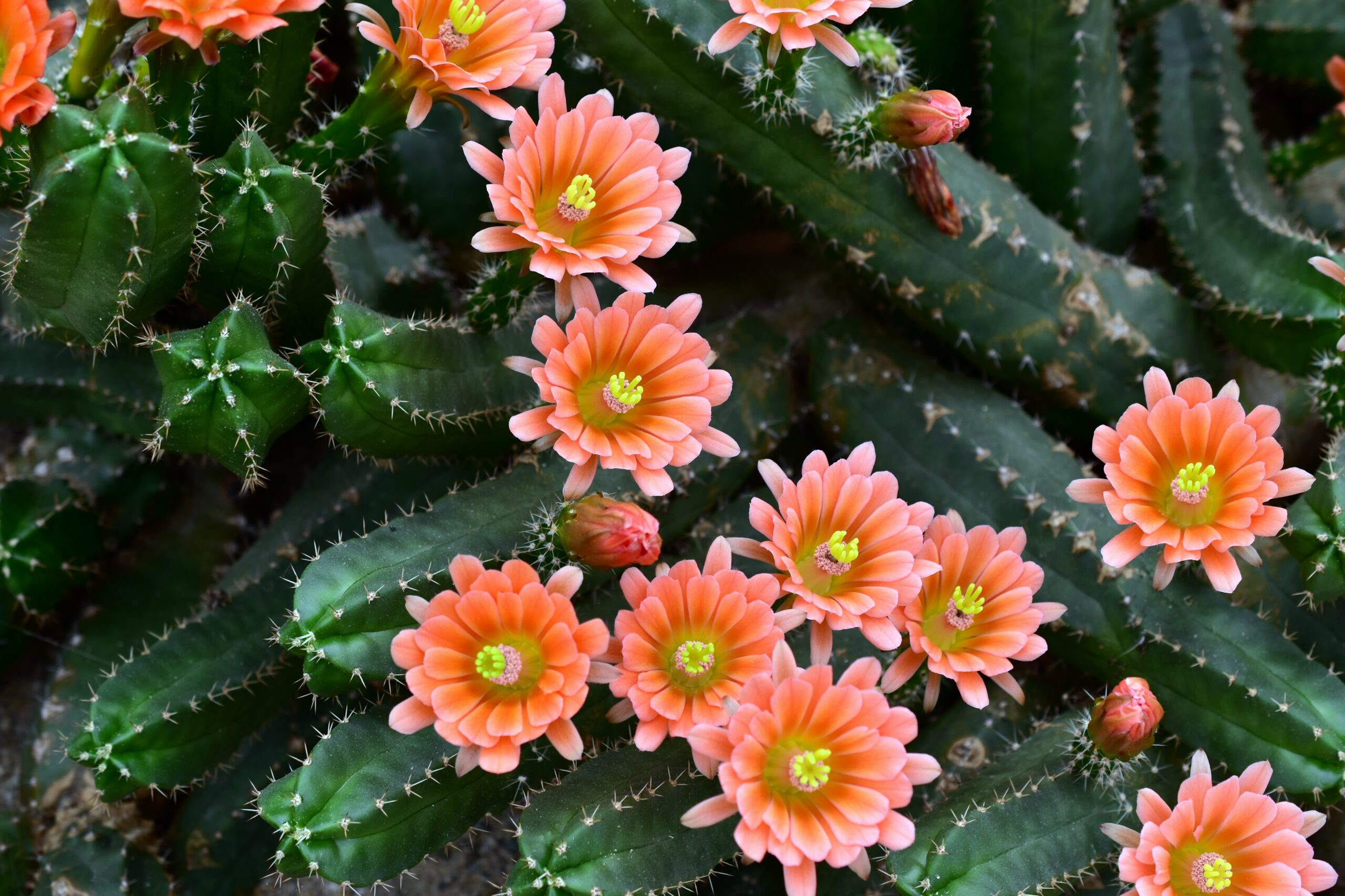 decorative image blooming cactus