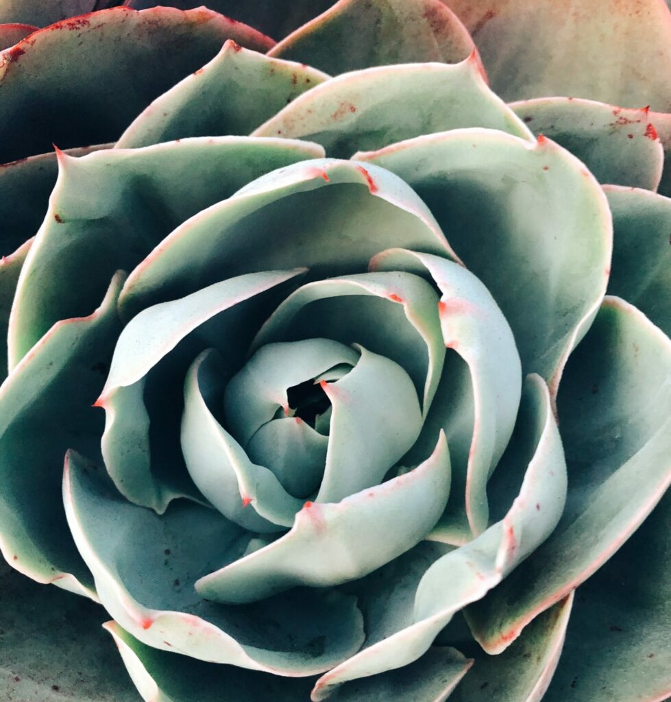 decorative image of plant