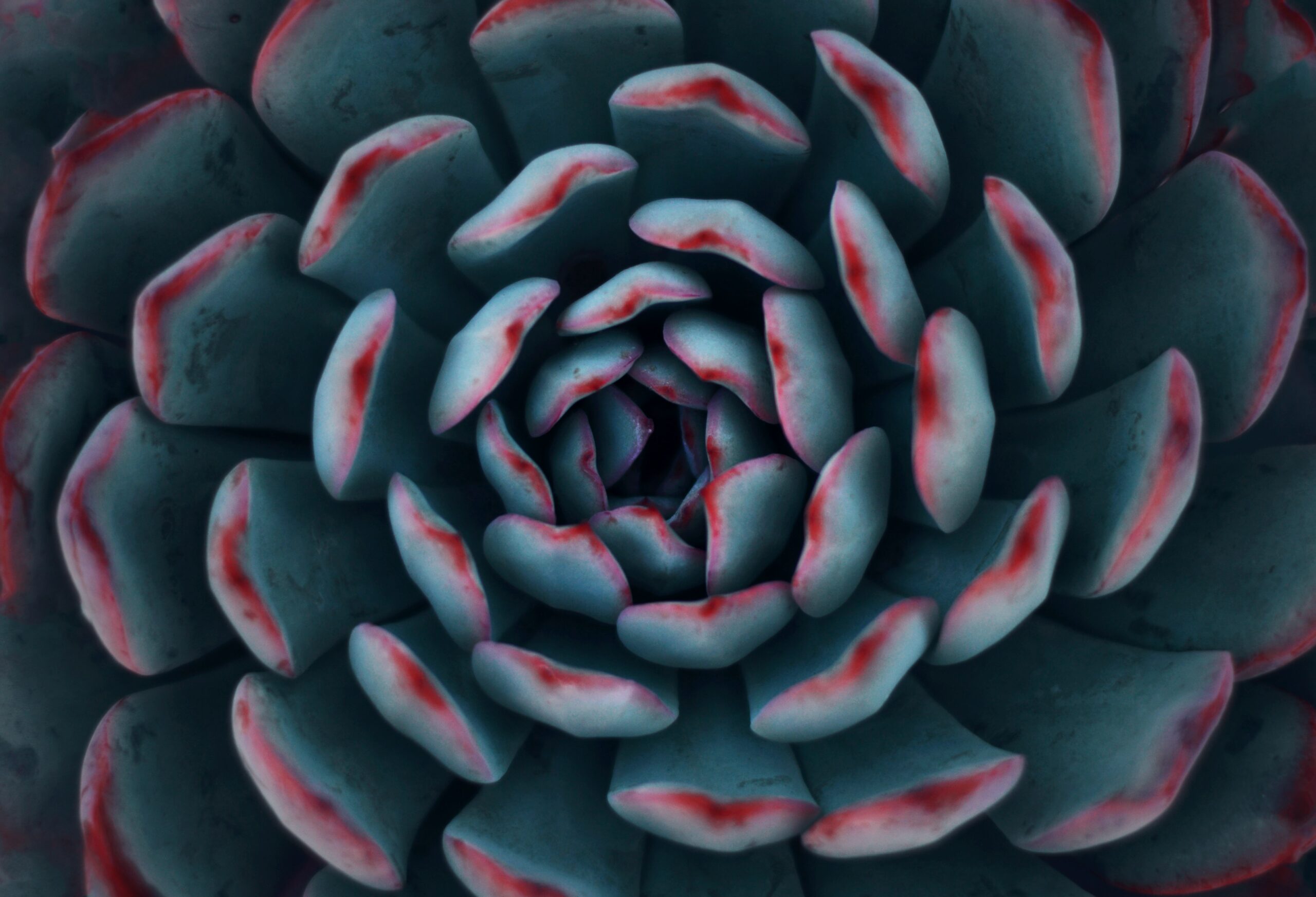 decorative image succulents